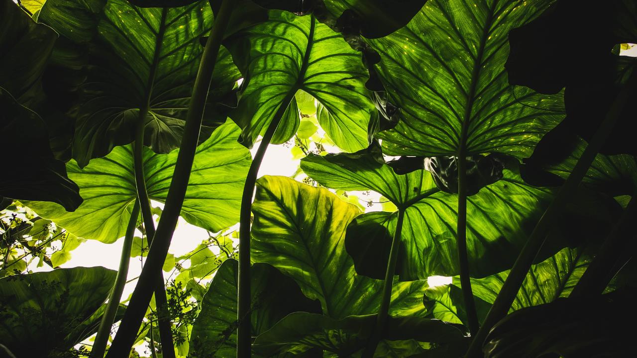 3 plantas XL que necesitan poco cuidado de jardinería y sobreviven casi a cualquier condición climática